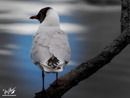 Black-headed Gull – Mewa Śmieszka